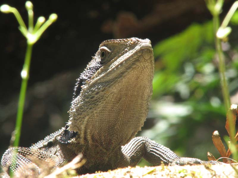 Water Dragon